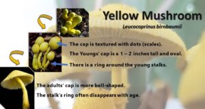 the yellow mushroom's appearance in various stages of its life cycle