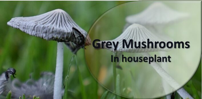 Grey mushroom in houseplant
