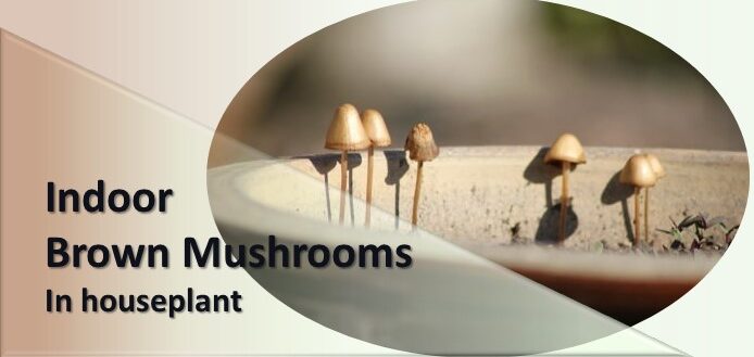 Indoor brown mushrooms in houseplant