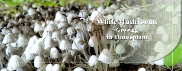 White mushrooms growing in houseplant