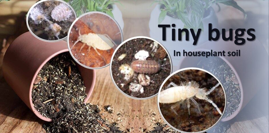The 6 Common Tiny Bugs in Houseplant Soil: Identify by Images and Symptoms.