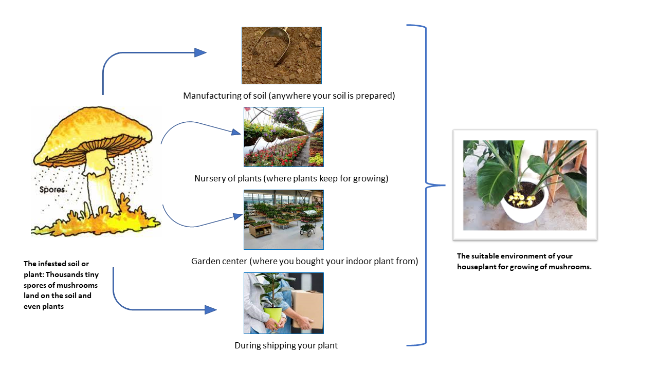Mushroom Growing in Houseplants Detect and Get Rid of them Easily