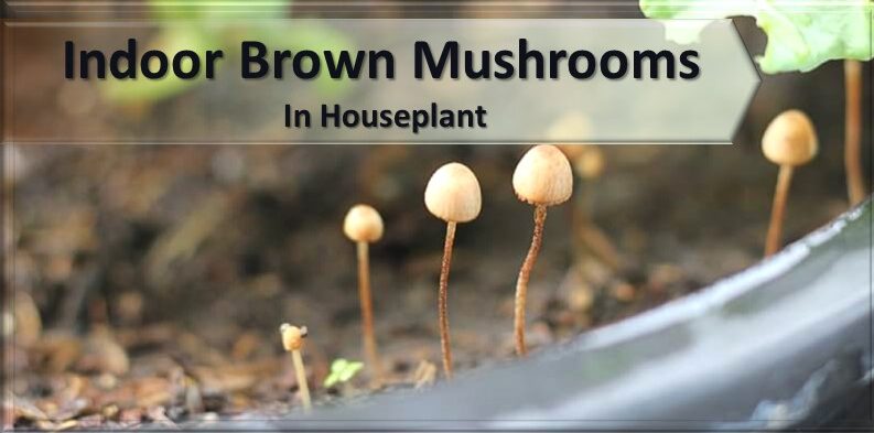 Indoor brown mushrooms growing in houseplant