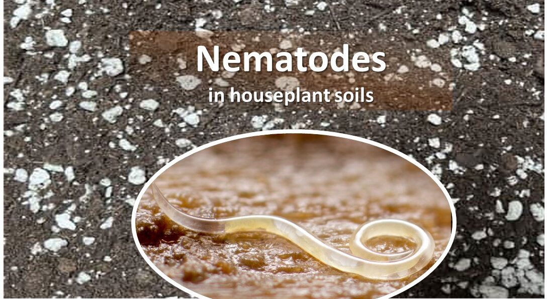 Nematode in houseplant soil