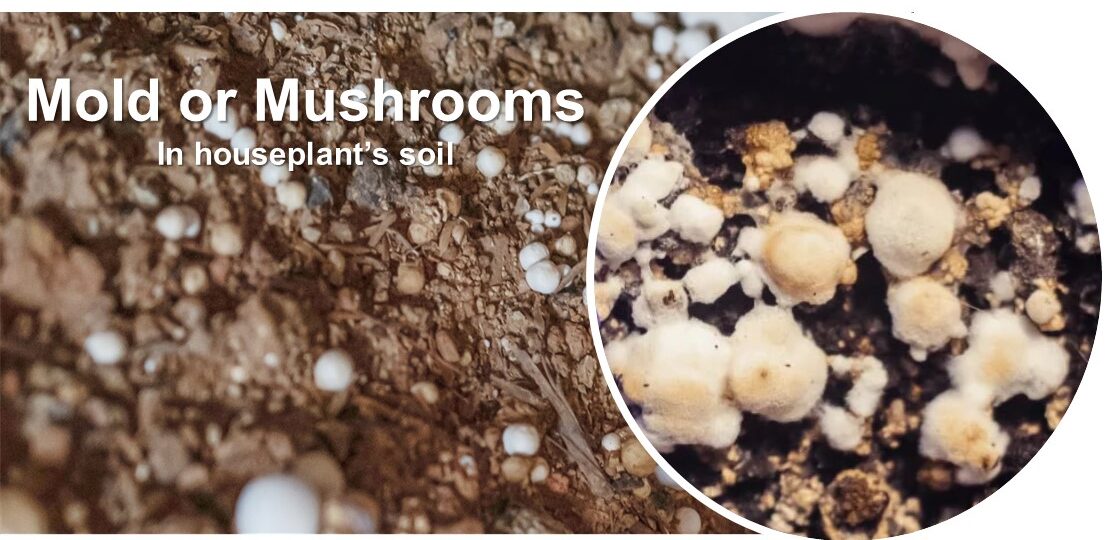 white molds and white fungus balls in soil