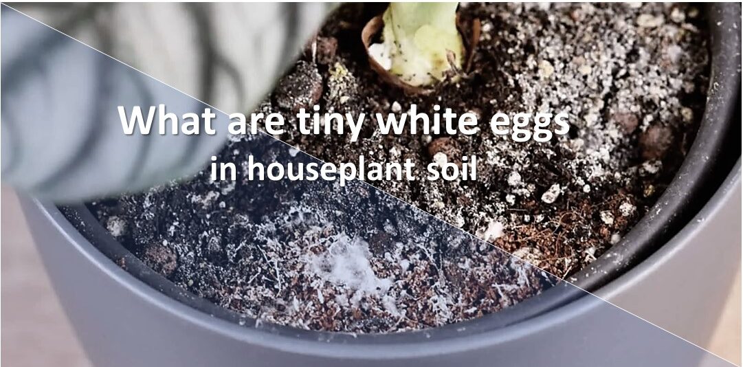 Tiny white eggs in houseplant soil