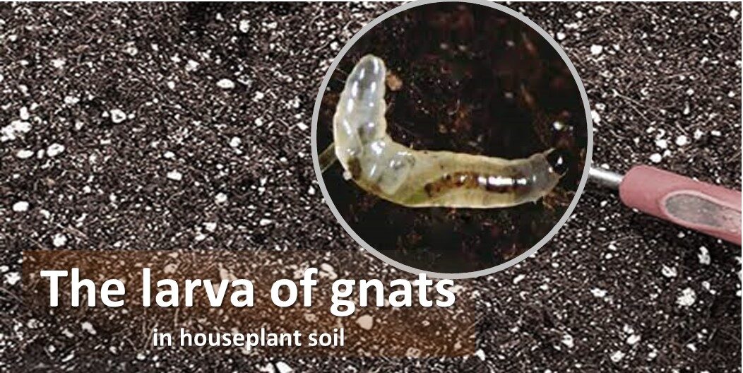 The tiny white larva of gnats in houseplant soil
