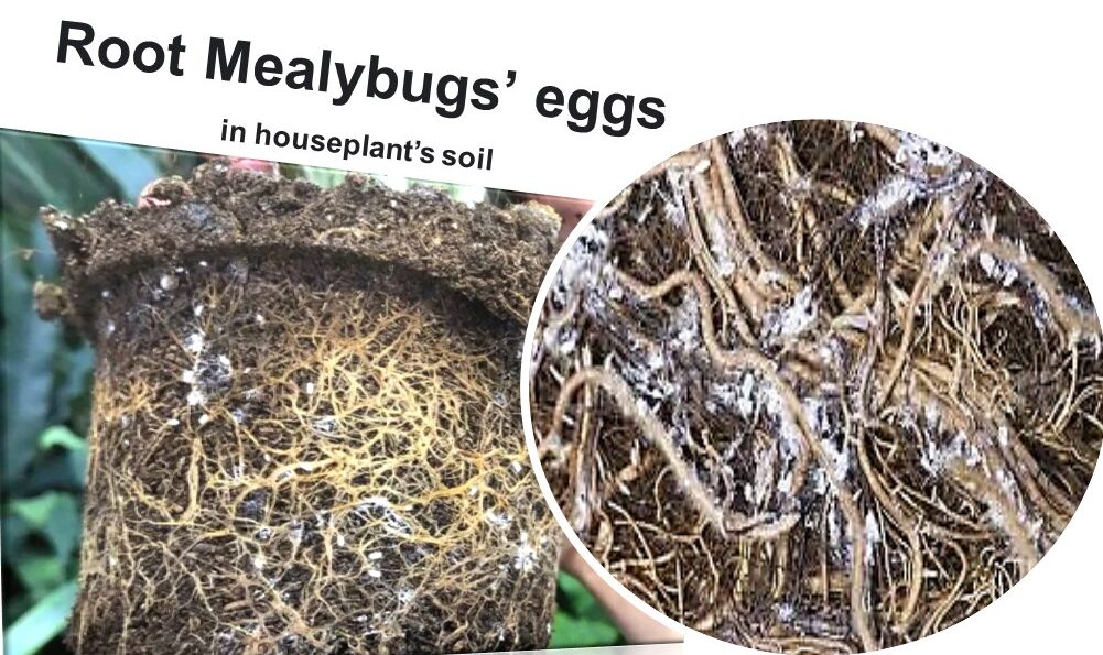 Mealybugs’ tiny white eggs in houseplant soil