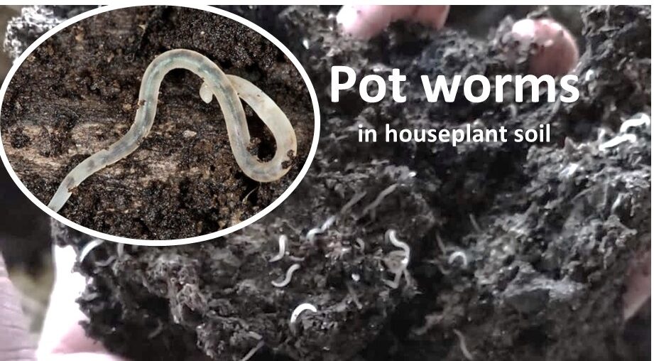 tiny white Pot worms in houseplant soil