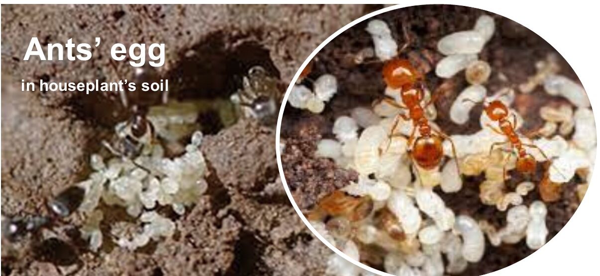 Tiny white eggs of ants in houseplant soil