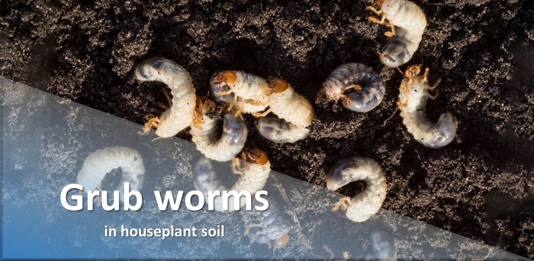 Grub worms in houseplant soil
