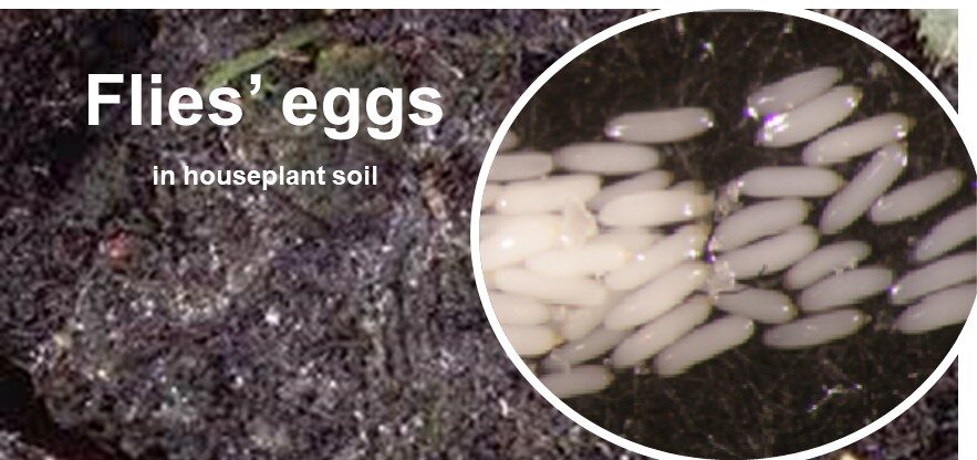 Flies’ eggs in houseplant soil