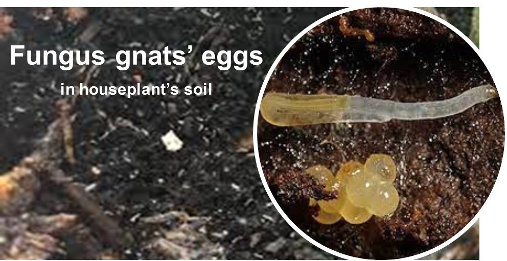 Fungus gnats’ eggs in houseplant soil