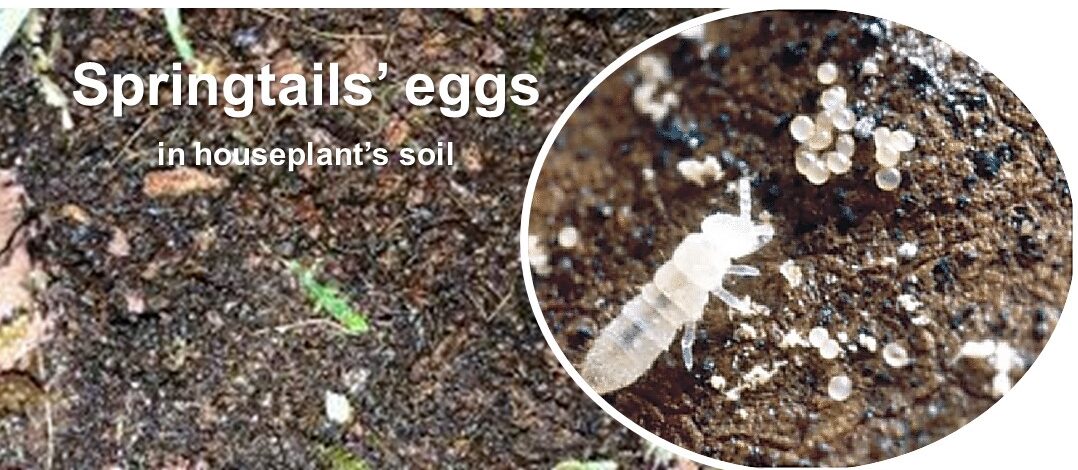 Springtails’ eggs in houseplant soil