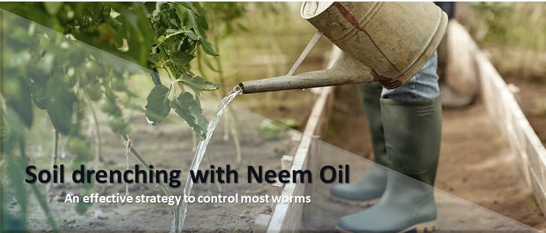 Soil drenching with neem oil can be an effective strategy to control most worms in soil