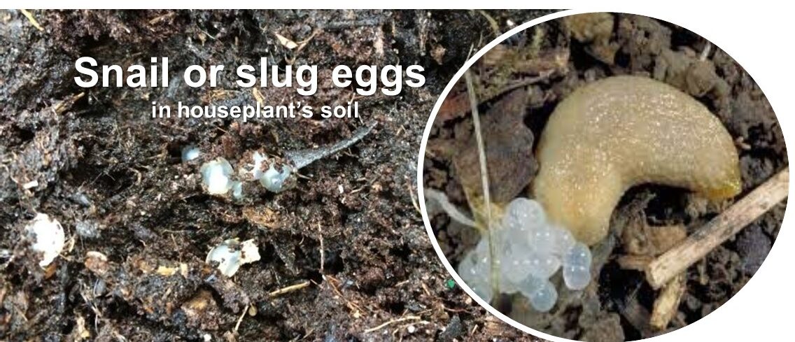 Snail or slug eggs
