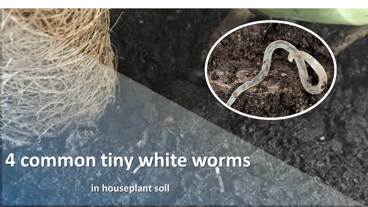  tiny white worms in houseplant soils