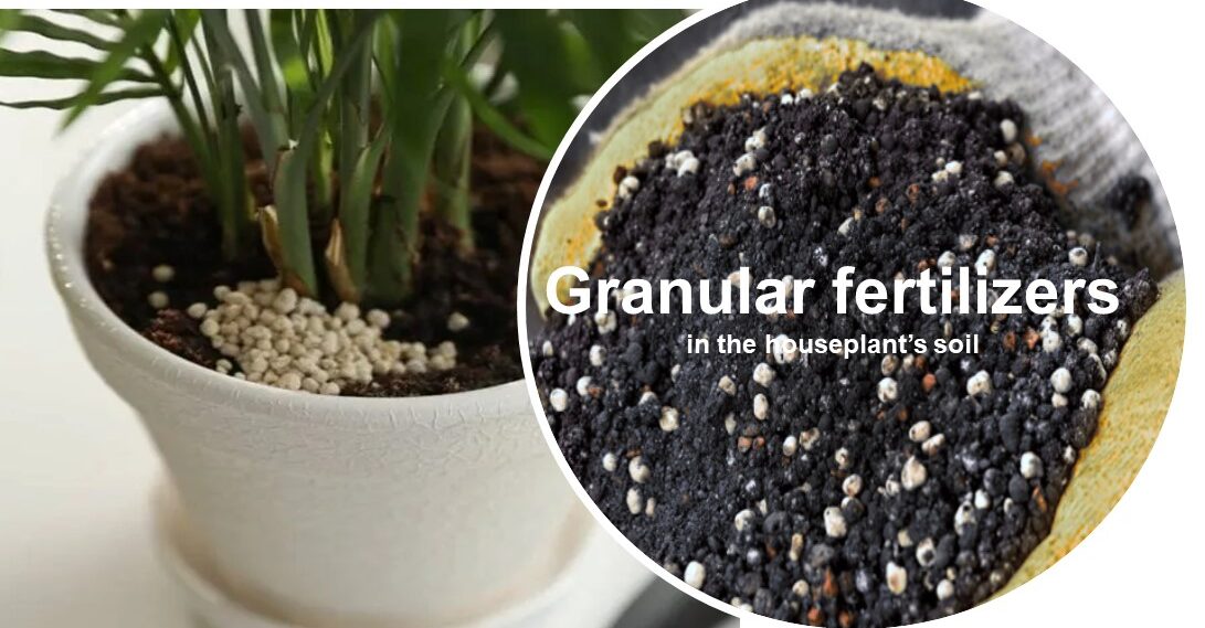 Granular fertilizers in the houseplant’s soil