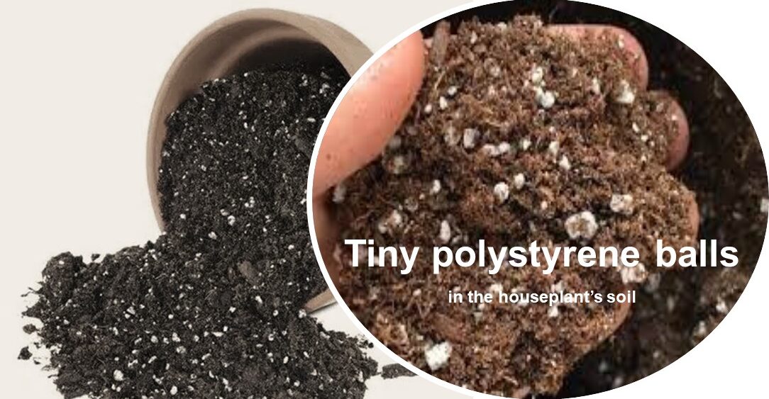 Polystyrene balls in the houseplant’s soil