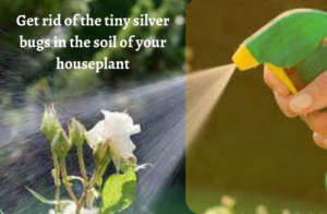 get rid of tiny silver bugs in houseplant soil