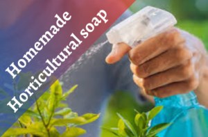 Homemade horticultural soap spray to get rid of sliver tiny bugs in houseplants