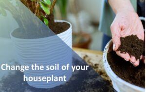Getting rid of Isopods by Changing the soil of the houseplant
