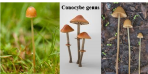 brown mushrooms (Conocybe genus) in houseplants