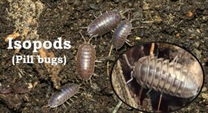 Isopods (Pill bugs) are tiny grey bugs in the houseplant soil