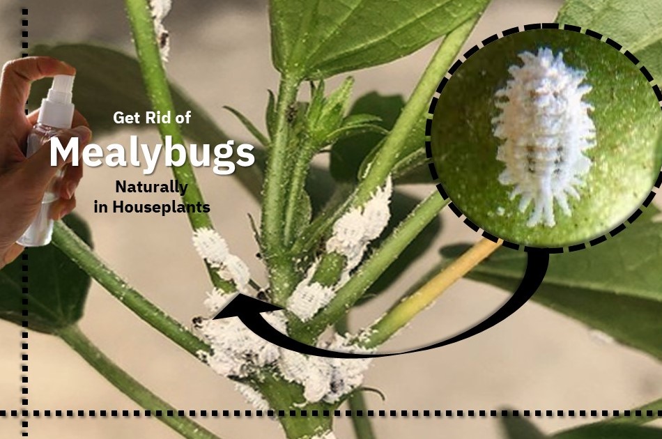 get rid of mealybugs naturally on houseplants