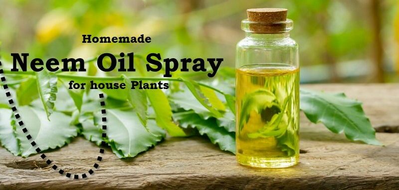 Homemade neem oil spray for indoor plants