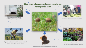 the ways that brown mushroom spread in houseplants
