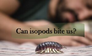 Isopods (tiny grey bugs in houseplant soil) don't bite humane
