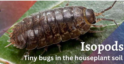 Get Rid of Tiny Grey bugs in houseplant soil: Isopods (pill bugs)