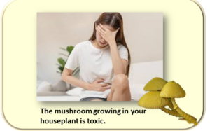 mushrooms in houseplant can be poisonous.