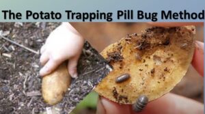 The Potato Trapping Pill Bug Method