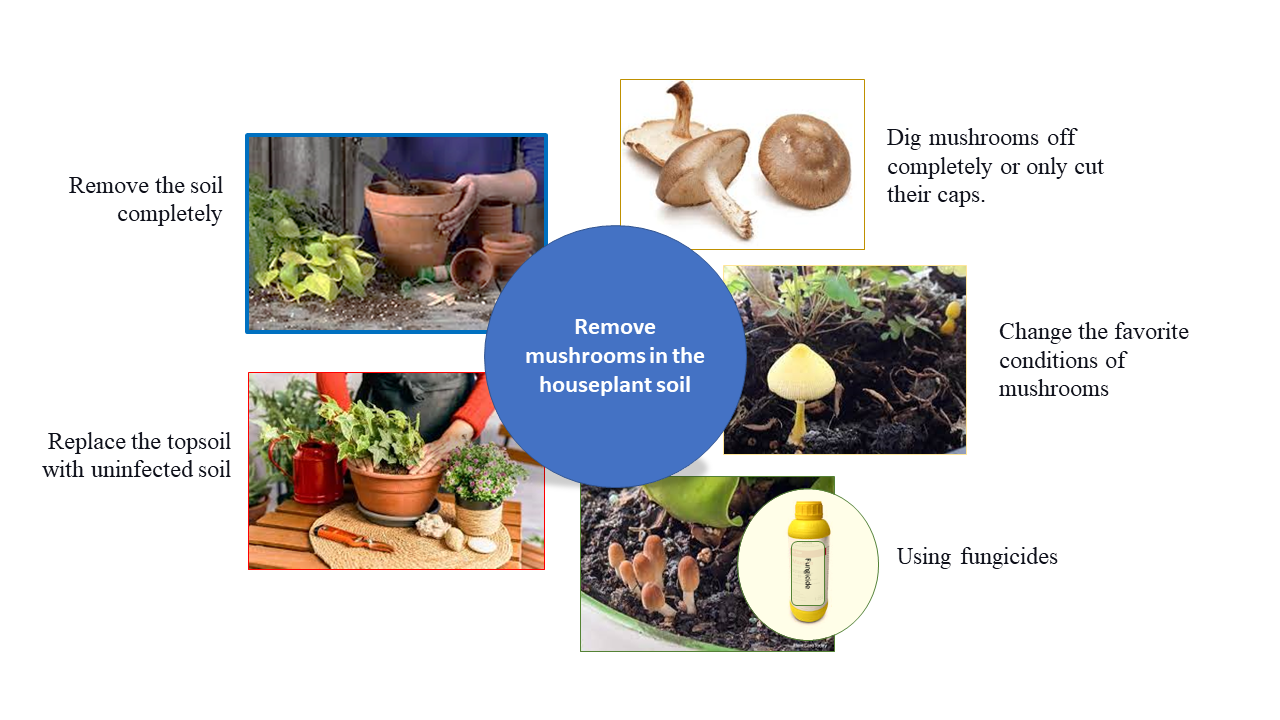 Mushroom Growing in Houseplants Detect and Get Rid of them Easily