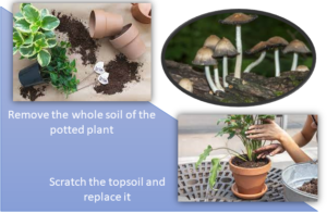 control brown mushrooms in houseplant by Eradicating or reducing spores and mycelia in potting soil