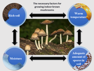 Necessary factors to grow indoor brown mushrooms