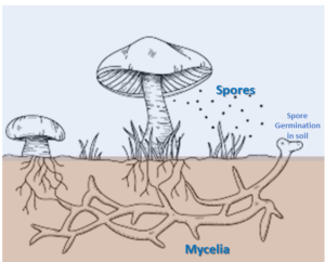 the ways of spreading brown mushrooms 