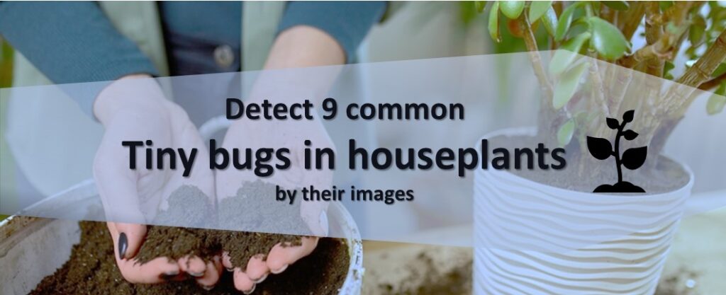 The 9 Tiny Bugs in Houseplants: Detect them Easily InHousePlant