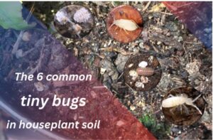 Tiny Bugs in Houseplant Soil