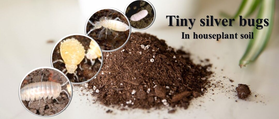 Tiny silver bugs in houseplant soil: Detect by image+ Get rid of them
