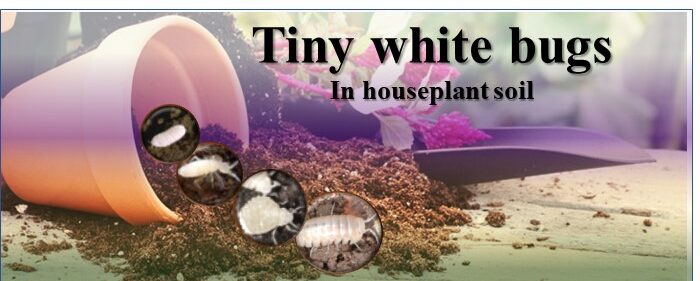 Tiny white bugs in houseplant soil