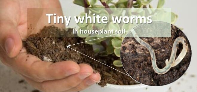 Tiny white worms in houseplant soil