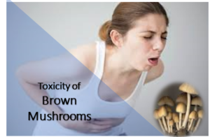 Toxicity of brown mushrooms in houseplant