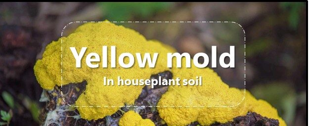 yellow mold is growing in houseplant soil