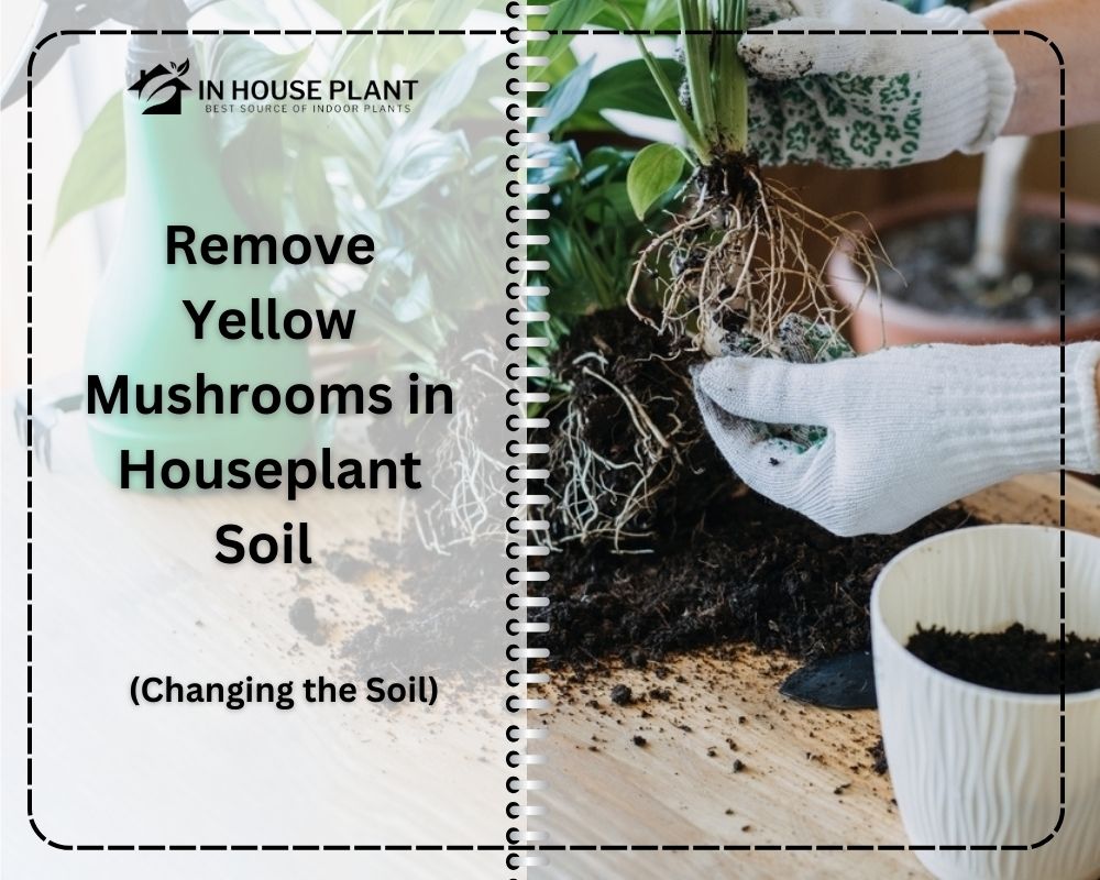 soil changing is one of the controlling ways for yellow mushrooms in houseplants