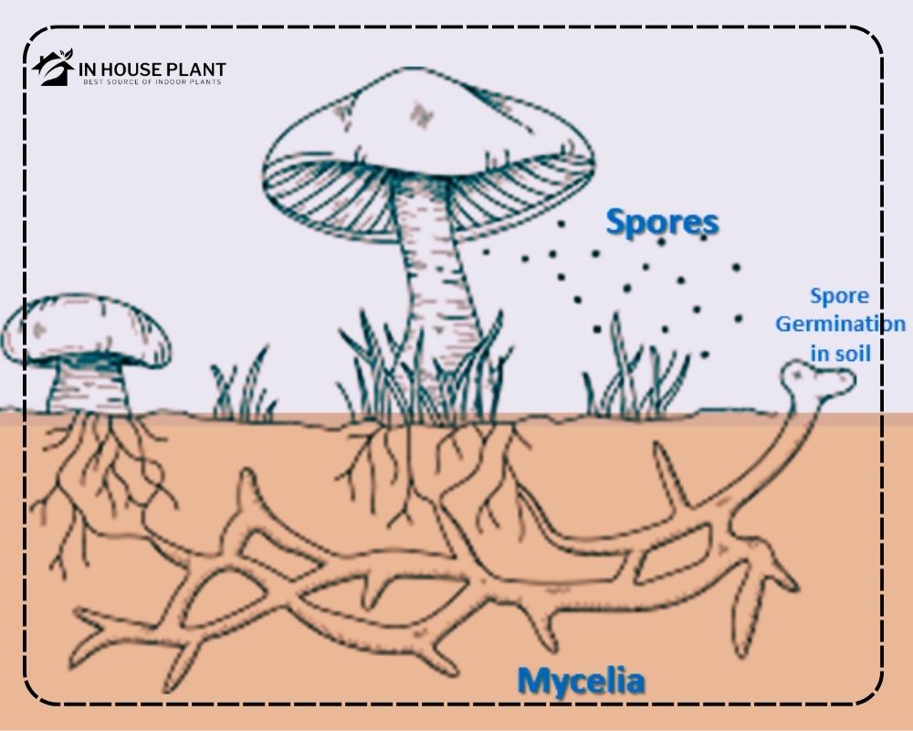 Yellow mushrooms life cycle