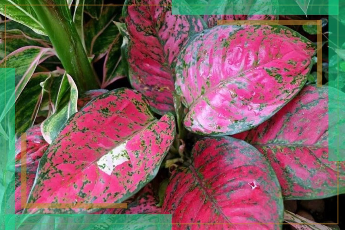 Aglaonema Plants With Red Leaves And Green Edge