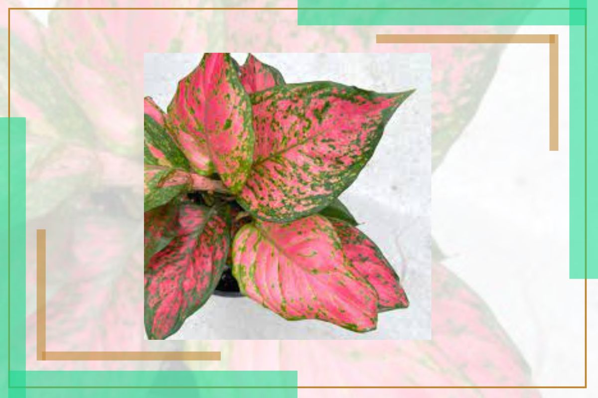 Aglaonema Plants With Red Leaves And Green Edge